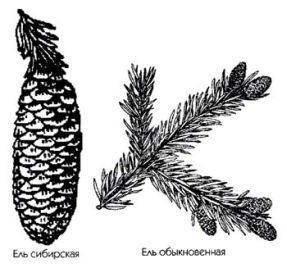 �������� ������ ������� ��������� �������� Picea excelsa Link.  ��� ������������ (��� �����, ��� �����������)