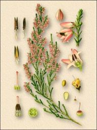 ������������� �������� � �������� ��������  Erica vulgaris L ��������� ���������� ������ ������������