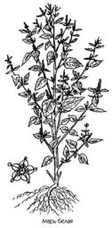 Chenopodium album L. ���� ����� (������) ��������� ������� �������