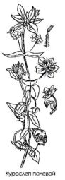 ��������� ������������ ������� ������� Anagallis arvensis L. �������� �������