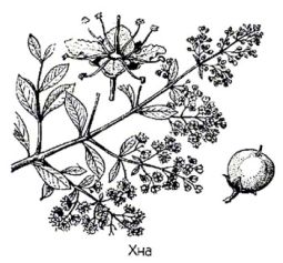 �������� ������ ������� ��������� ������������� ��� (����) Lawsonia inermus L.