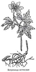 �������� ����� ��������� ��������� ��������� ��������� Anemone ranunculoides L.