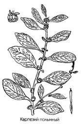 �������� �������� Carpesium abrotanoides L. �������� �������� ������� ��������� �������������