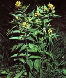 Erysimum cheiranthoides L. ��������� ��������� ������� ������� ��������� �������������