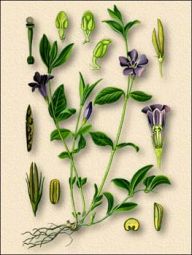 ���� ������������� ���� ��������� �������� Vinca minor L. �������� �����