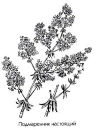 Galium verum L. ����������� ��������� (����������� ������, ������ �����) ��������� ��������� ��������