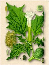 ��������� ���������� Datura innoxia Mill. f. vulgaris Datura metel aust. non L. ������ ��������� (������ ����������) ������������� ��������