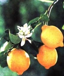 ����� (������ �����) ��������� �������  Citrus limonia Osbeck. ��������� �������