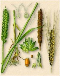  Triticum vulgare Vill. ������� ������ ������������� ����� ��������� ��������
