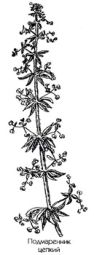 ����������� ������ (���������) ��������� ��������� ������� ������� Galium aparine L