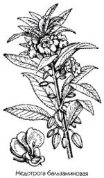  Balsamina hortensis Desp. ������������� �������� � �������� �������� ��������� ������������� (��������� �������) ��������� �������������