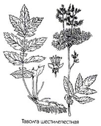 ������� �������������� (�������� ��������������, ������ ��������) Filipendula hexepetala Gilib. ������� �������� �������� ��� ������� ��������� �����������